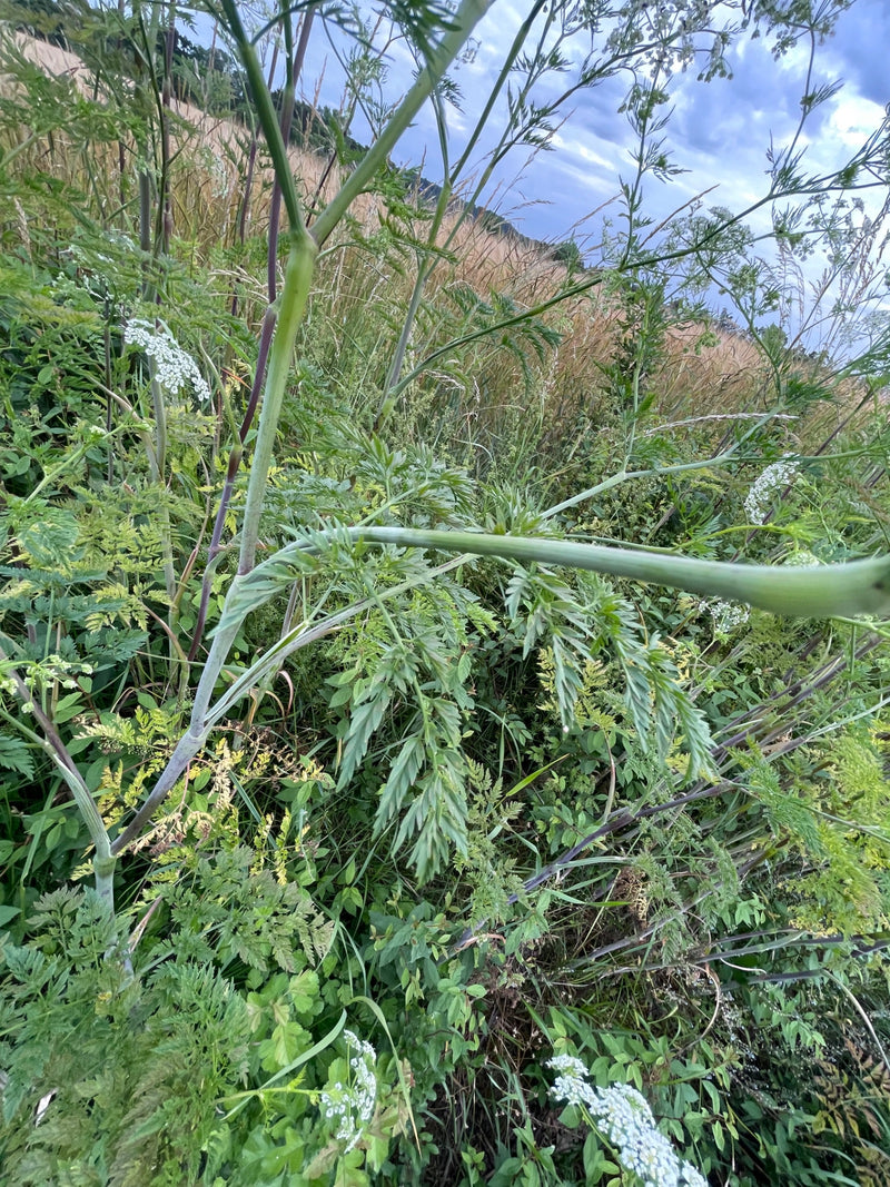 Pruche tachetée — photo 1 sur 10
