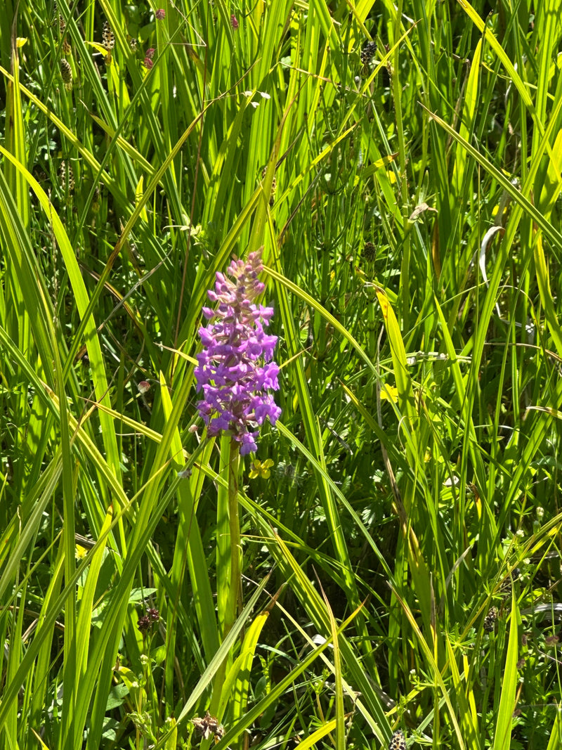 Orchidée tachetée — Bild 1