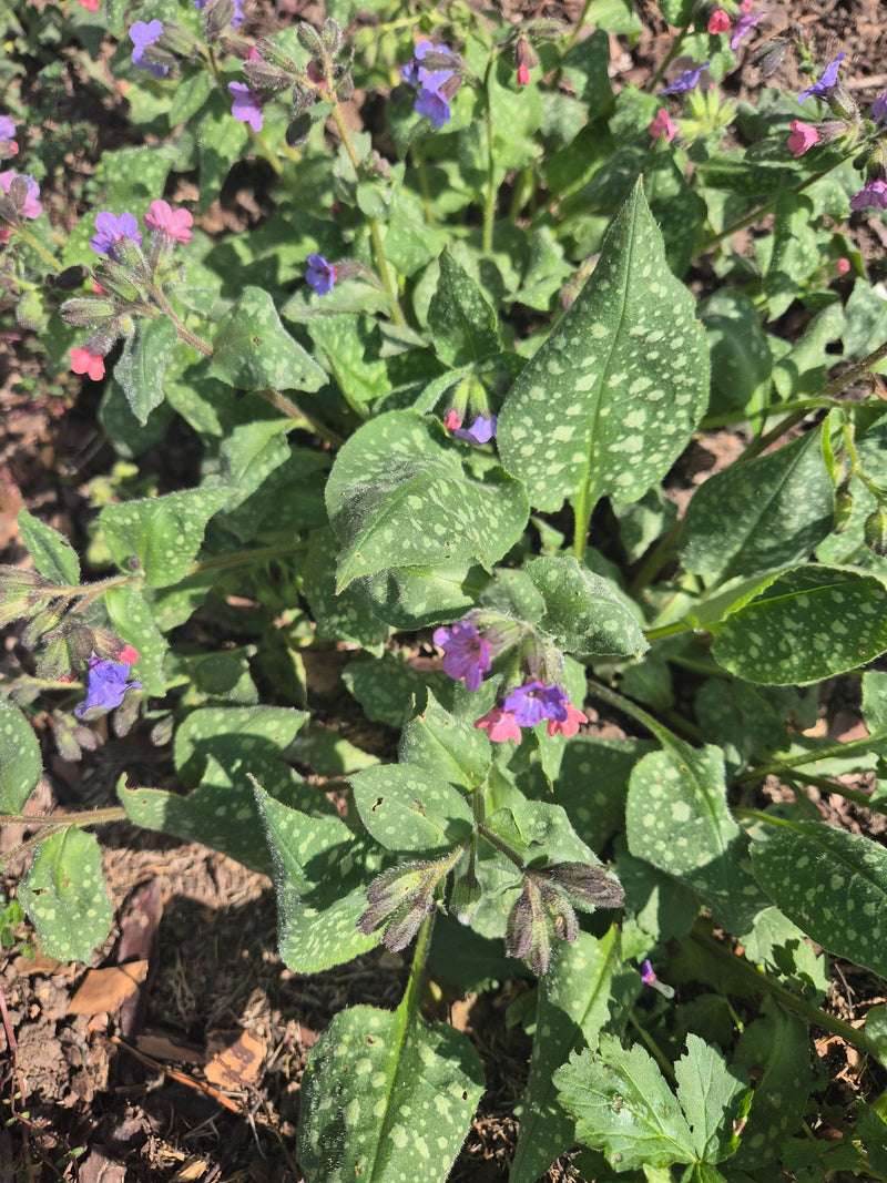 L'image montre de la pulmonaire en fleurs avec des feuilles caractéristiques tachées et des fleurs rose-bleu.