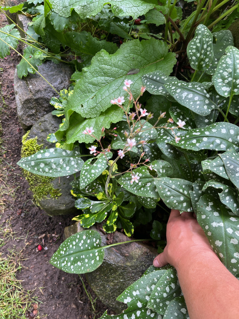 On aperçoit la pulmonaire officinale avec ses feuilles typiquement mouchetées de blanc et ses délicates fleurs rose-blanc. La plante pousse dans un parterre ...