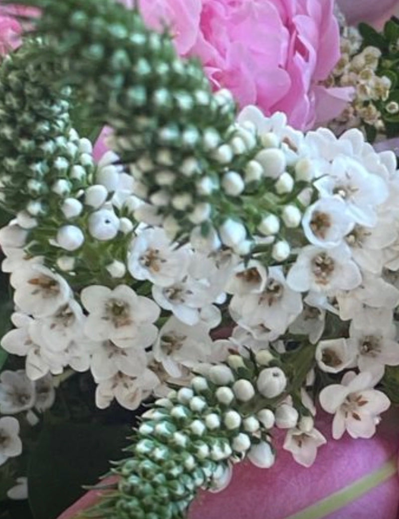 Salicaire à contre-floraison — Bild 1