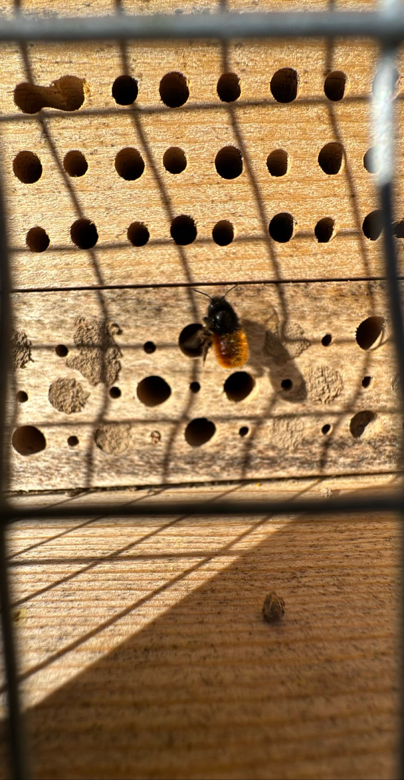 Abeille maçonne à cornes — Bild 1