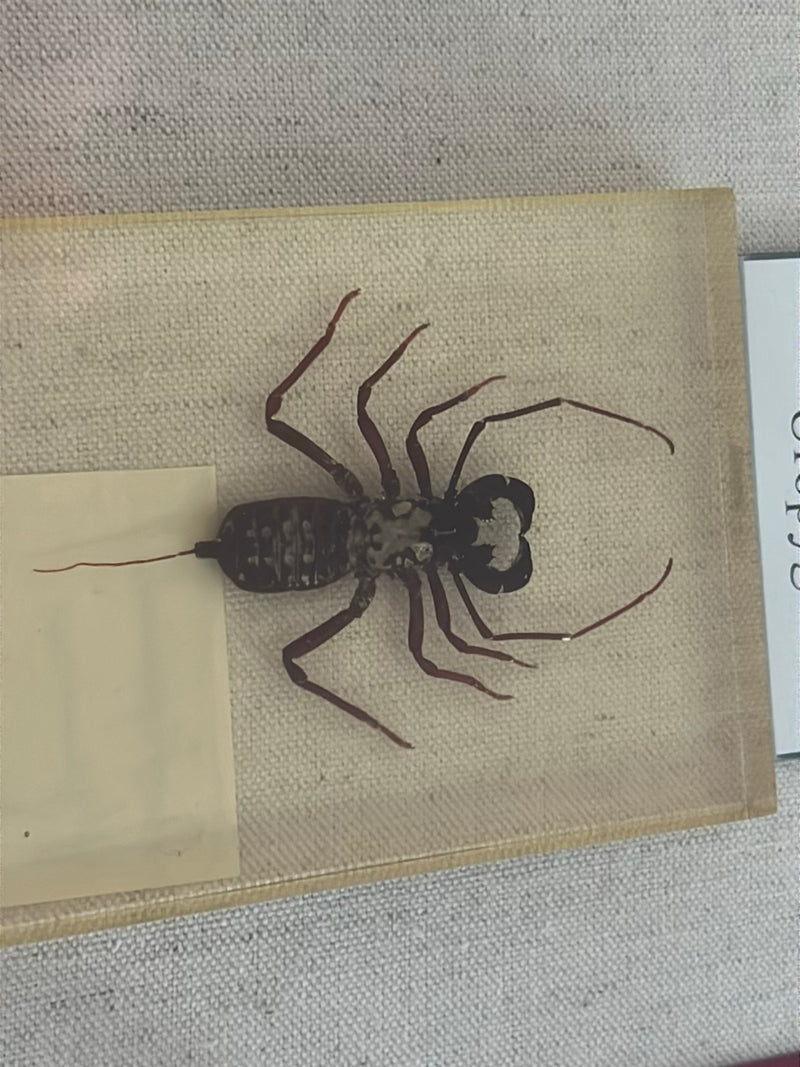Scorpion du Fléau — photo 1 sur 2