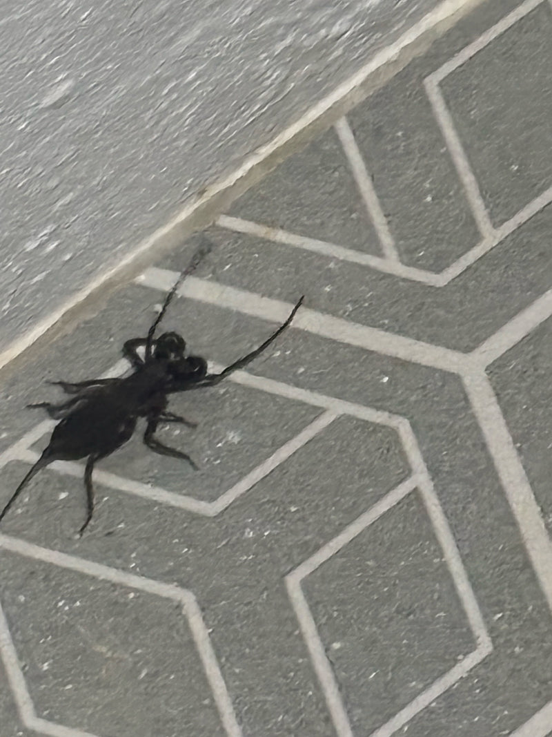 Scorpion du Fléau — Bild 1