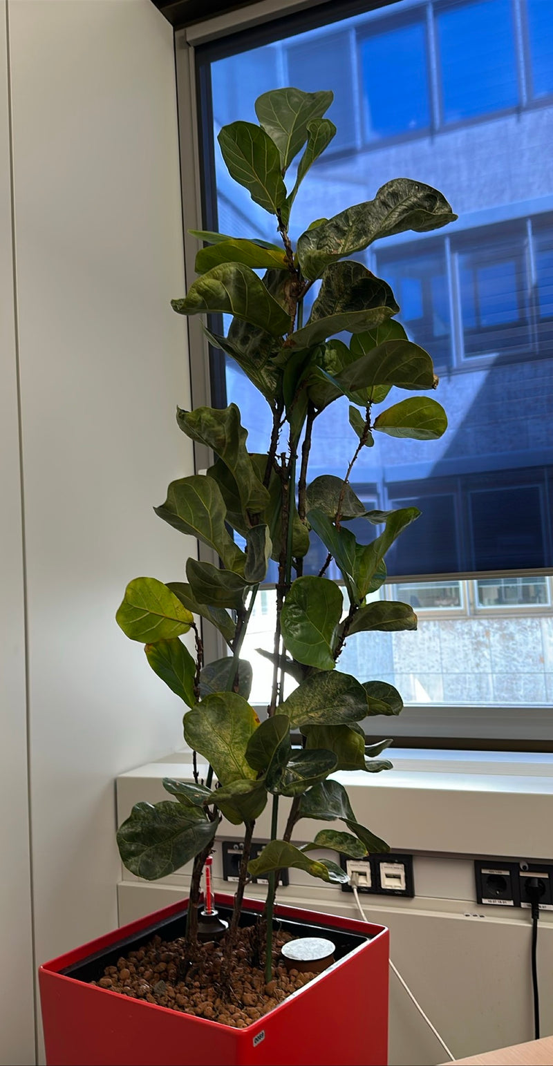 Figue de violon — Bild 1