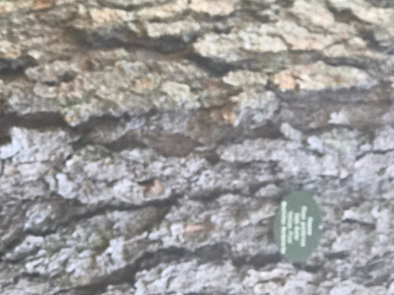 Gelb-Kiefer — photo 3 sur 3