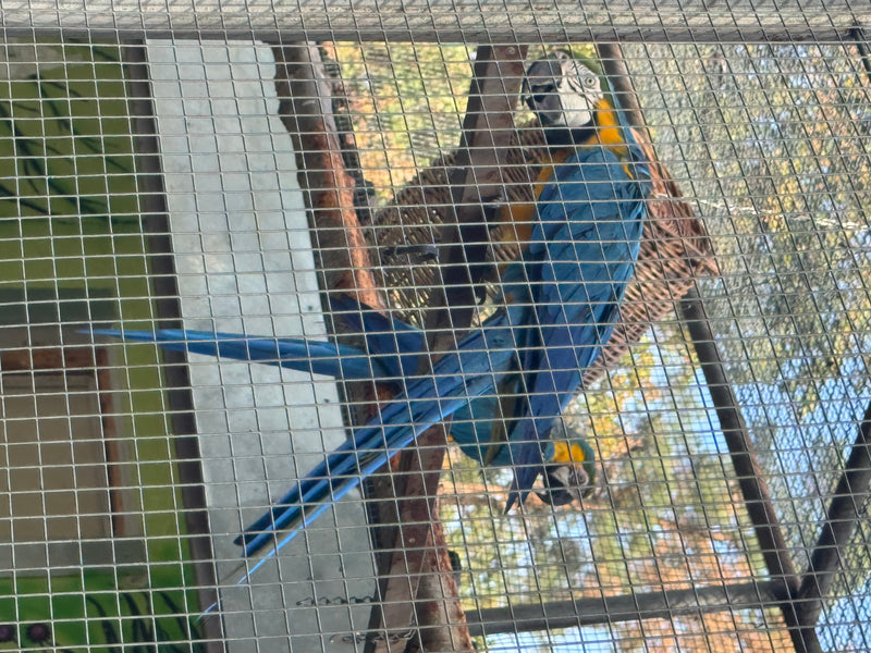 Deux aras bleu et jaune sont perchés sur des branches derrière le grillage d'une volière.