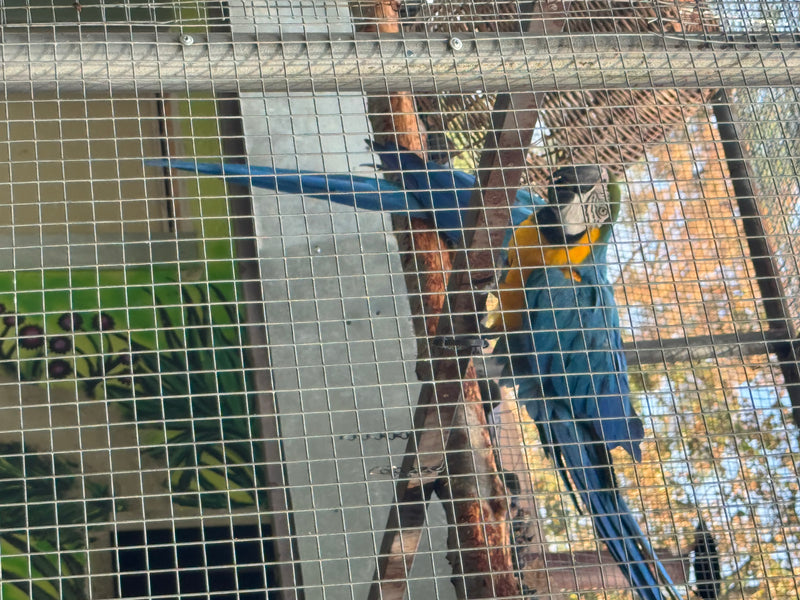 Un ara bleu et jaune est perché sur une branche derrière un grillage dans une volière.
