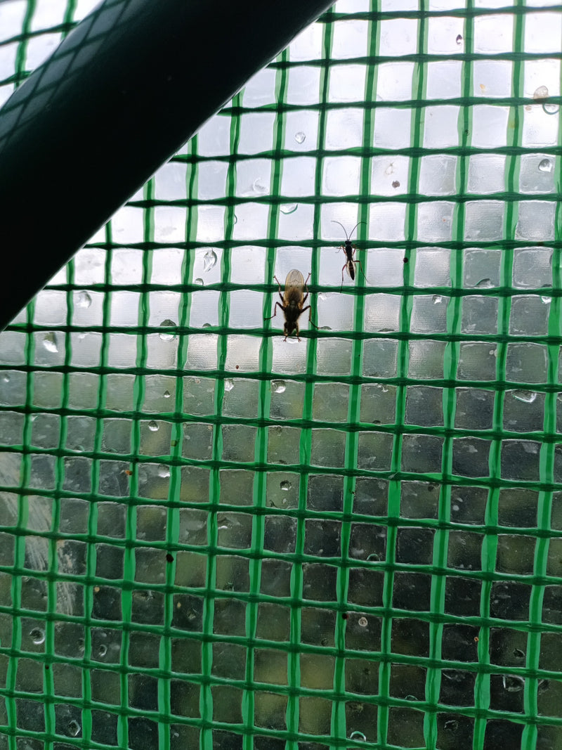 Mouche de fumier jaune — Bild 1