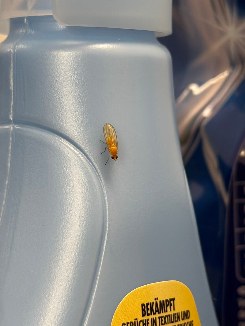 Mouche jaune des fruits — Bild 2