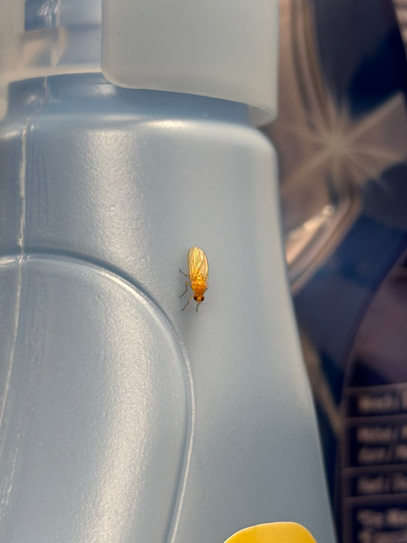 Mouche jaune des fruits — Bild 1