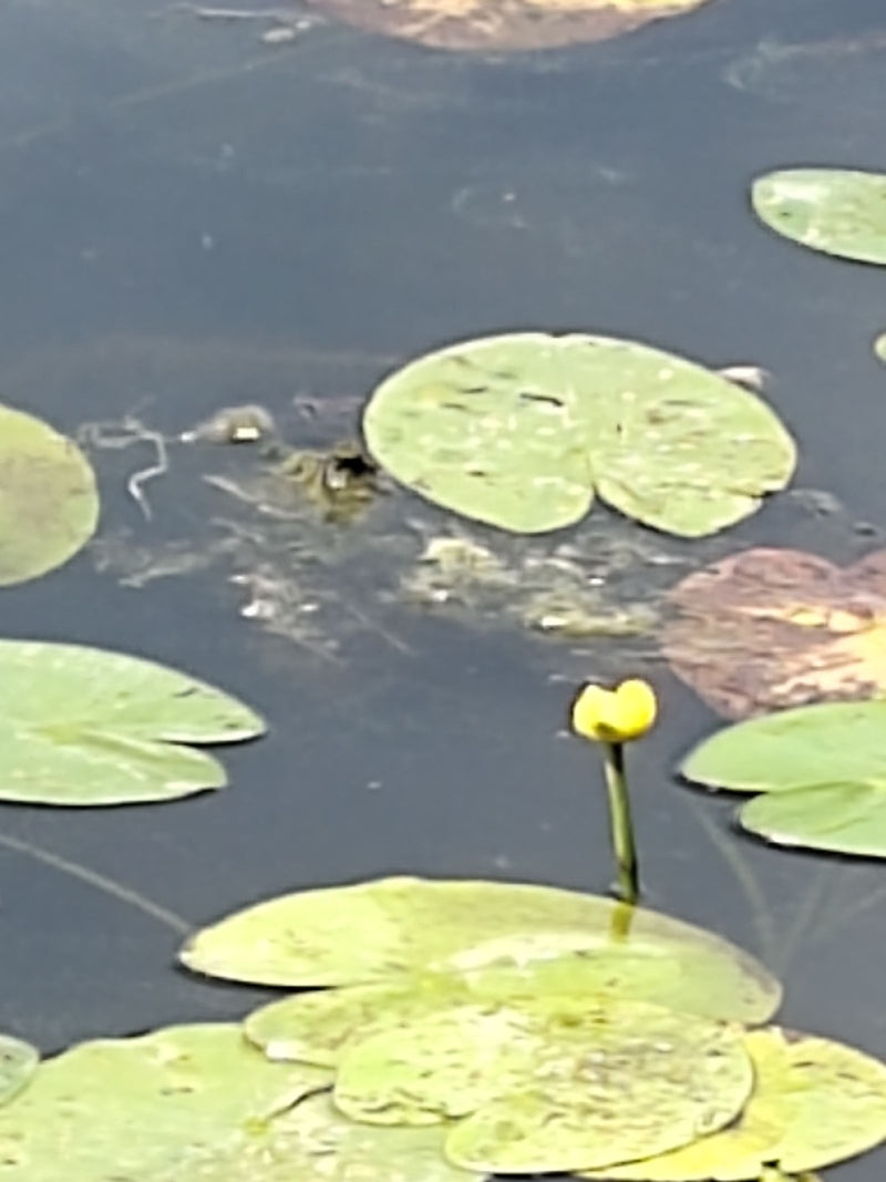 Nénuphar jaune — Bild 1