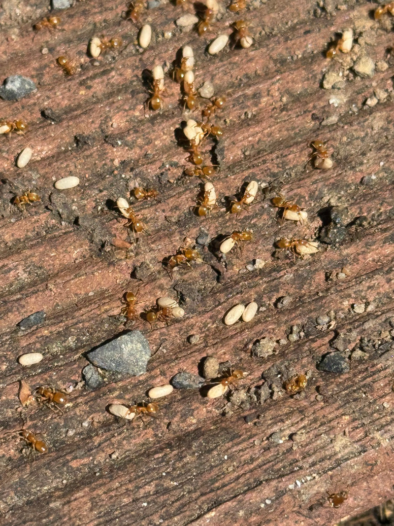 Fourmi jaune des prés — Bild 1