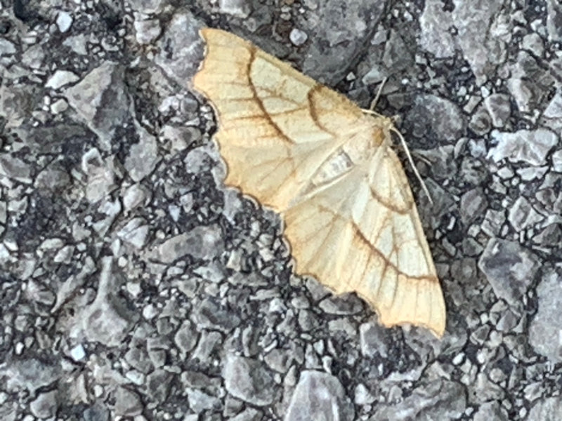 Papillon des feuilles jaunes — Bild 1