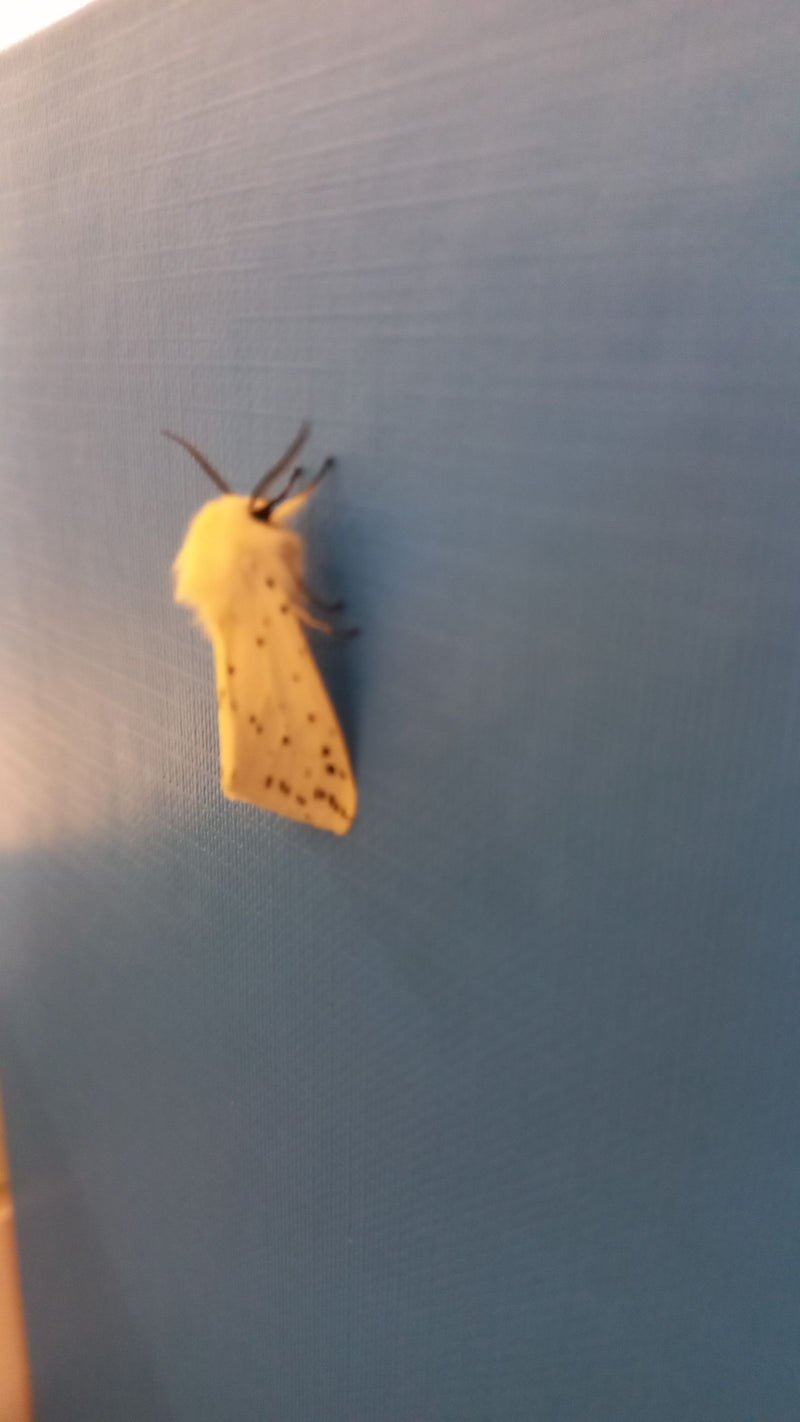 Ours à corps tacheté jaune — Bild 1