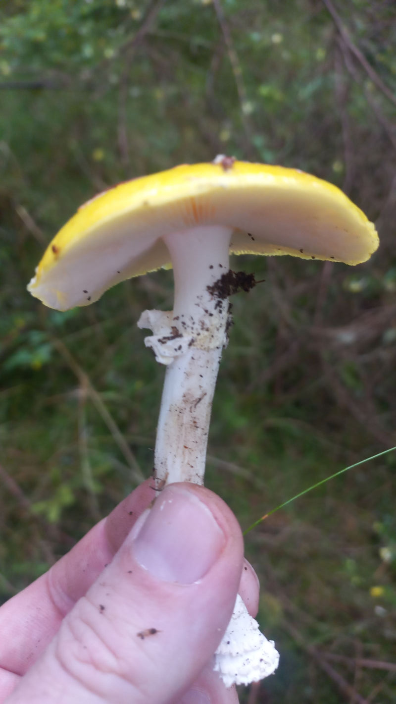Agaric mouche jaune — Bild 2