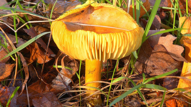 Agaric mouche jaune — photo 2 sur 3