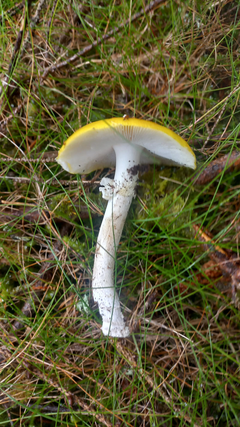 Agaric mouche jaune — Bild 1