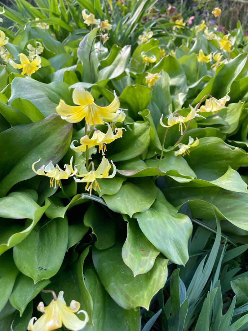 Pagode à dents de chien jaune — Bild 1
