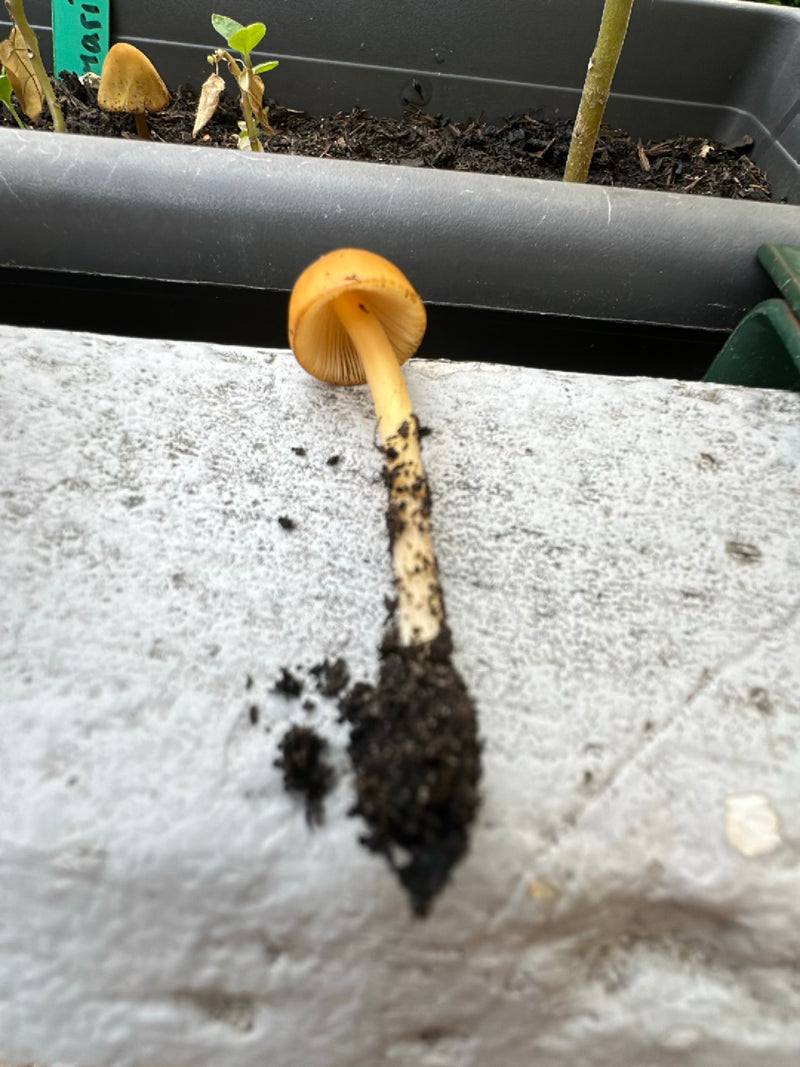 Murbling jaune — Bild 1