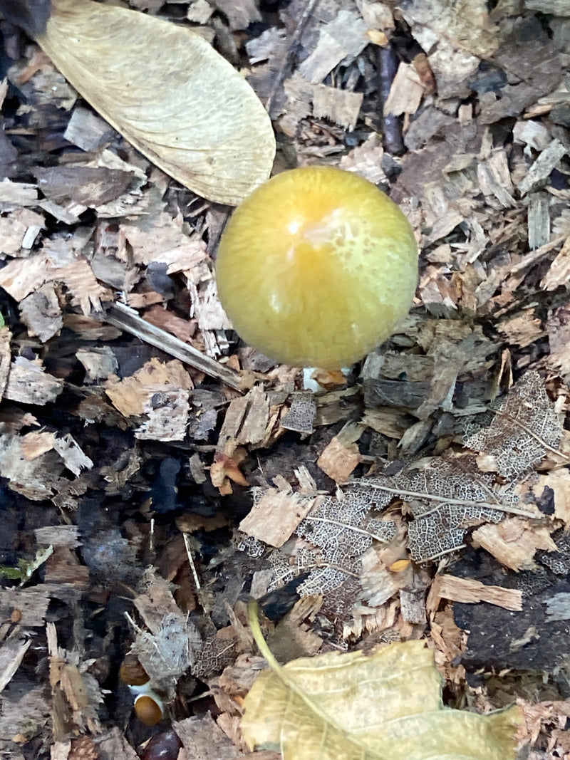 On peut voir le chapeau jaune et brillant d'un bolbitius dorée. Il pousse sur un sol composé de copeaux de bois et de feuilles mortes.