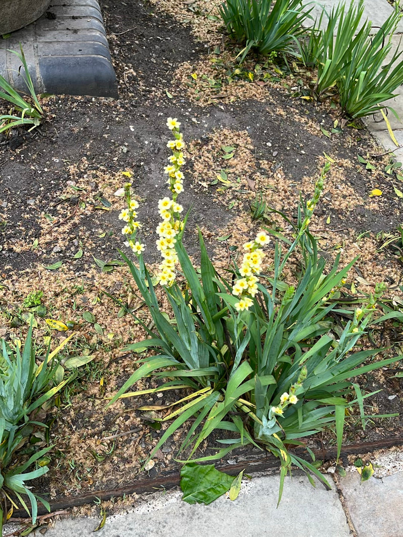 Cendrillon jaune — Bild 2