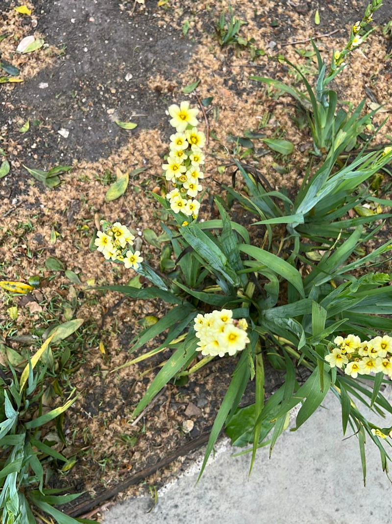 Cendrillon jaune — Bild 1