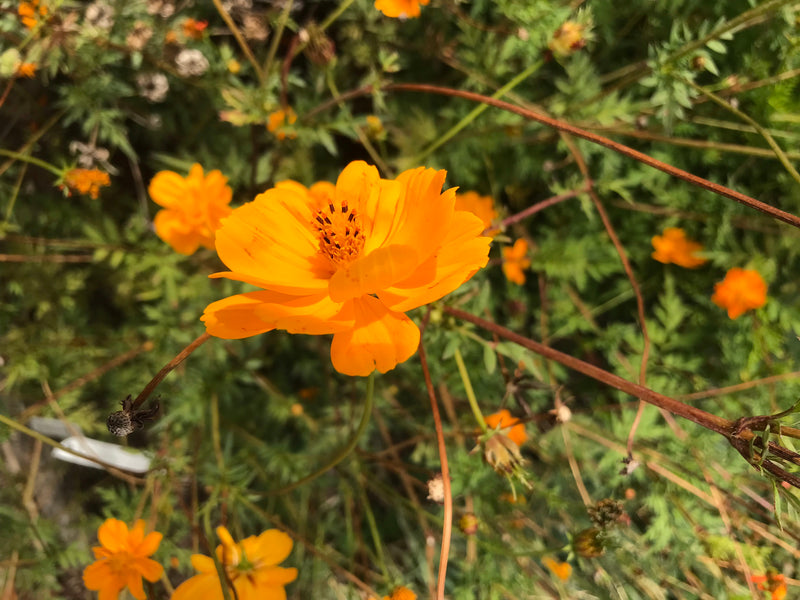 Gelbes Schmuckkörbchen — photo 4 sur 5