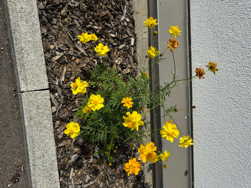 Un cosmos sulfureux en fleurs pousse dans un parterre recouvert de paillis d'écorce près d'un mur.