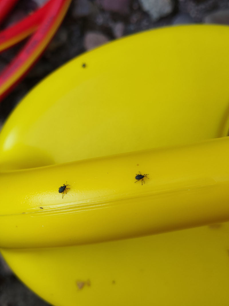 Charançon de la musaraigne à pattes jaunes — photo 1 sur 2