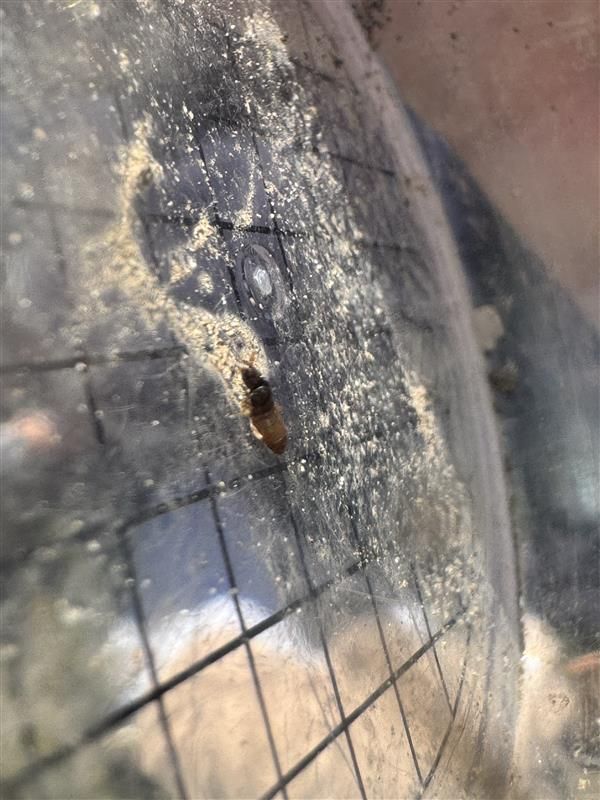 L'image montre un carpophile du séquoia posé sur une surface poussiéreuse et texturée.