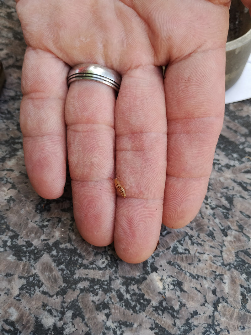 Termite à cou jaune — Bild 1