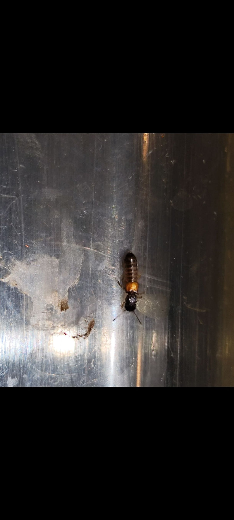 L'image montre un termite à cou jaune avec son pronotum jaune caractéristique sur une surface lisse.