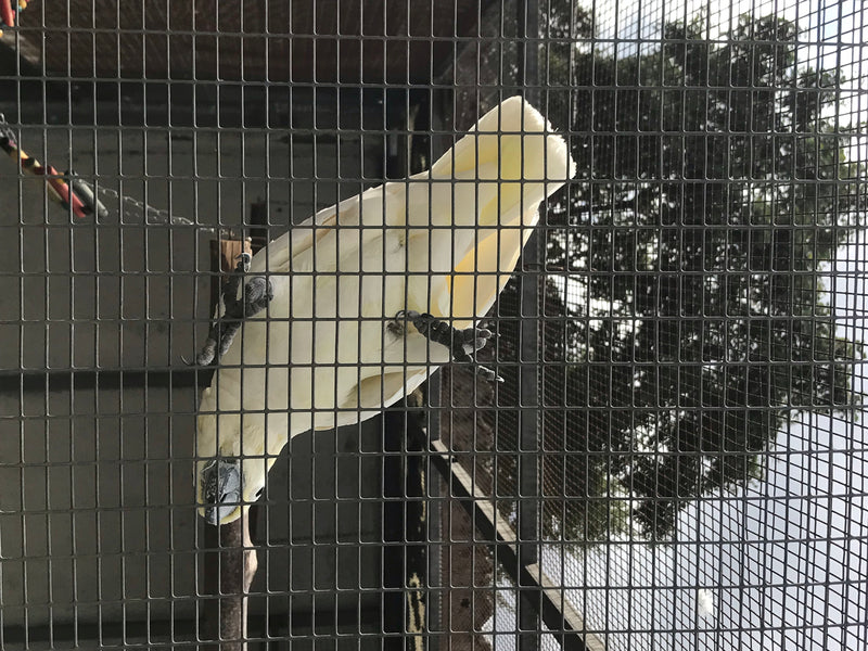 Cacatoès à huppe jaune — photo 4 sur 18