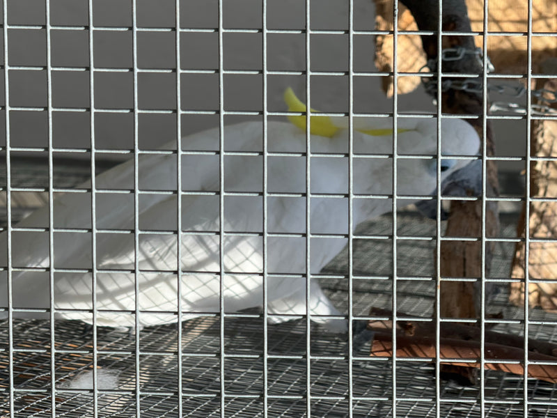 Un Cacatoès à huppe jaune est assis derrière les barreaux d'une cage ou d'une volière. L'oiseau blanc à la huppe jaune caractéristique est vu de profil.
