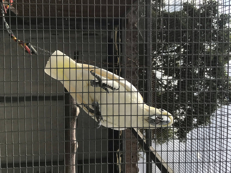 Cacatoès à huppe jaune — photo 5 sur 18