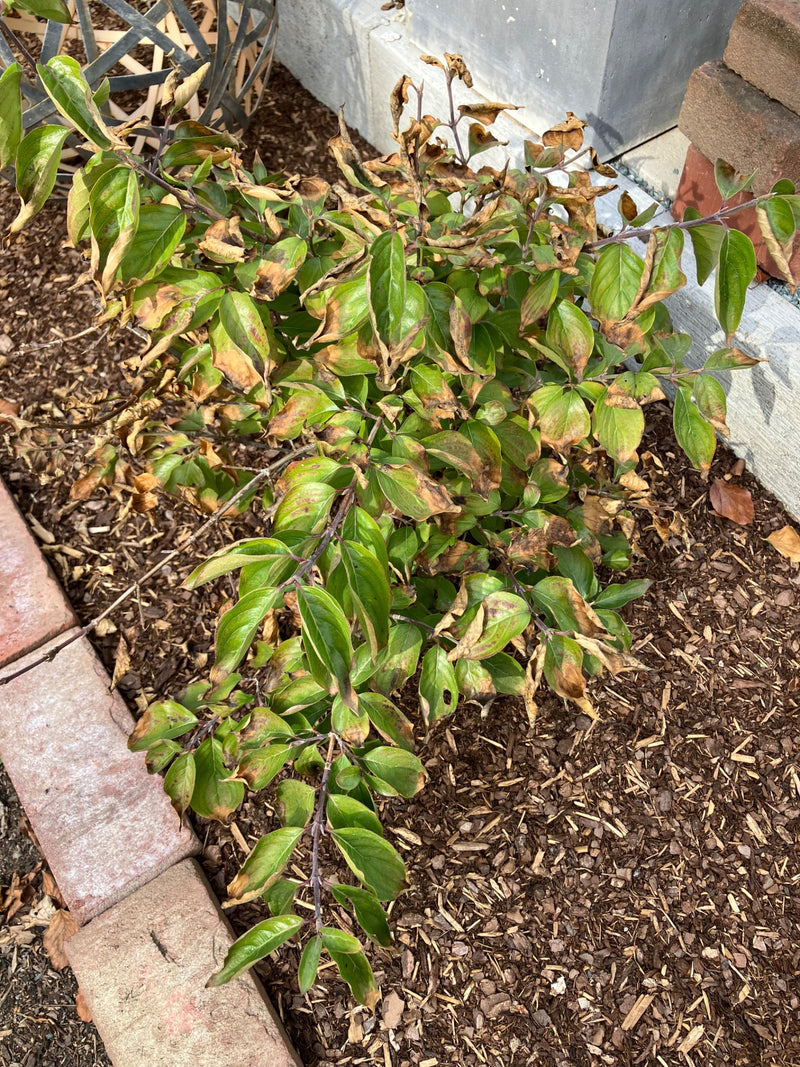 On peut voir un cornouiller stolonifère avec des feuilles vertes et partiellement brunes dans un parterre. La plante pousse dans du paillis d'écorce bordé de...