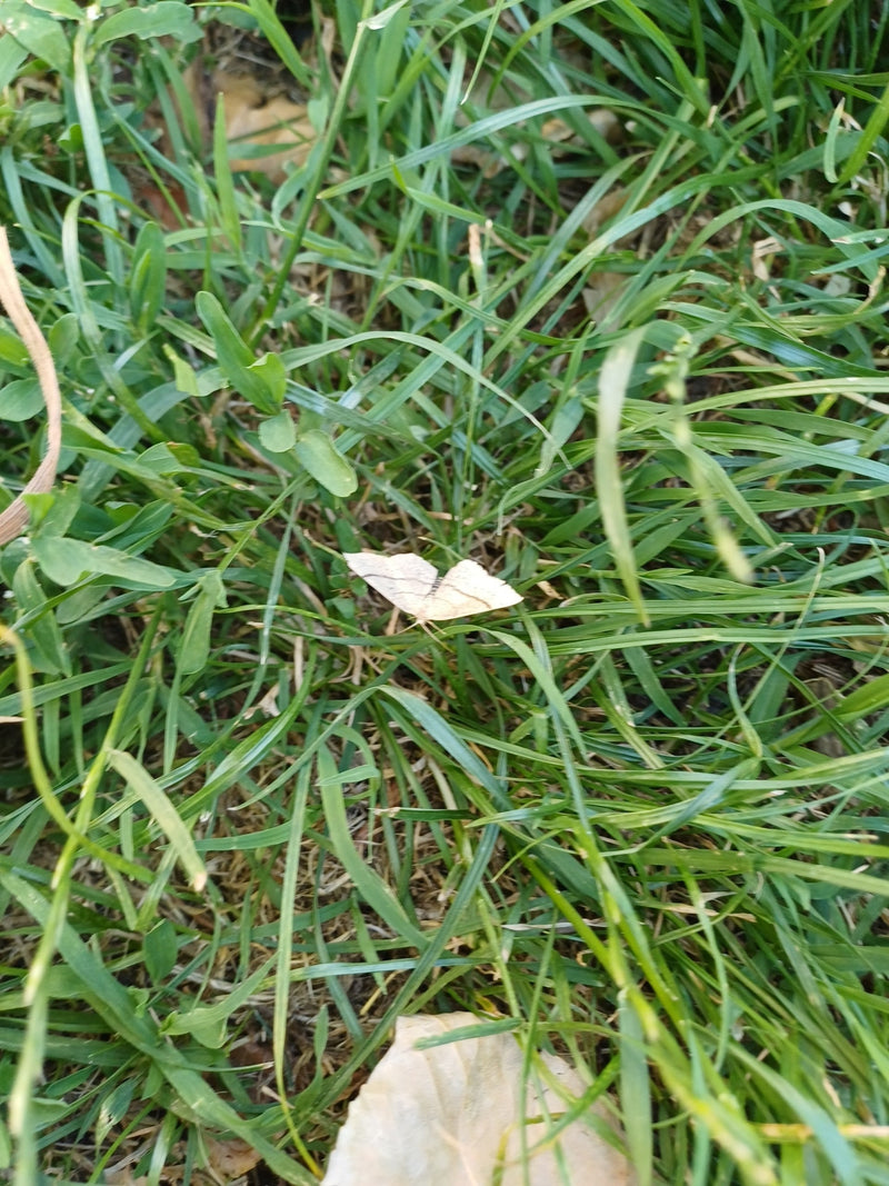 Papillon jaunâtre de la hornwort — Bild 3
