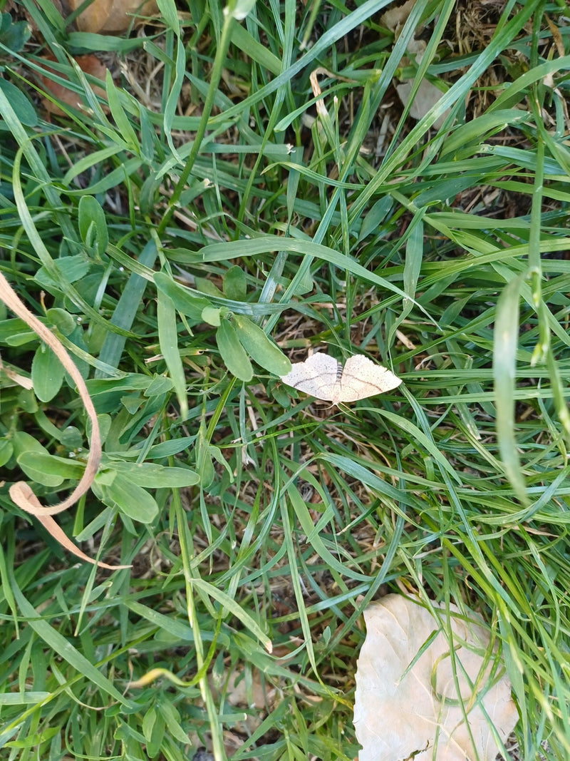 Papillon jaunâtre de la hornwort — Bild 2