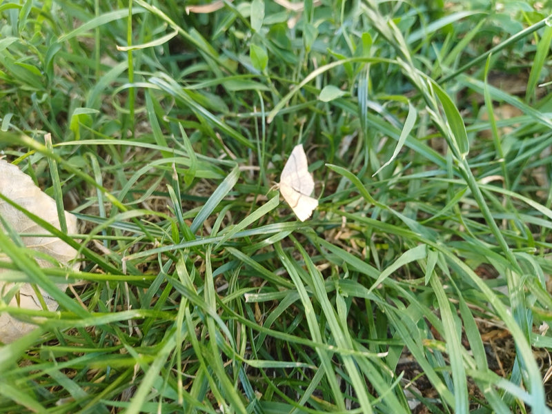 Papillon jaunâtre de la hornwort — Bild 1