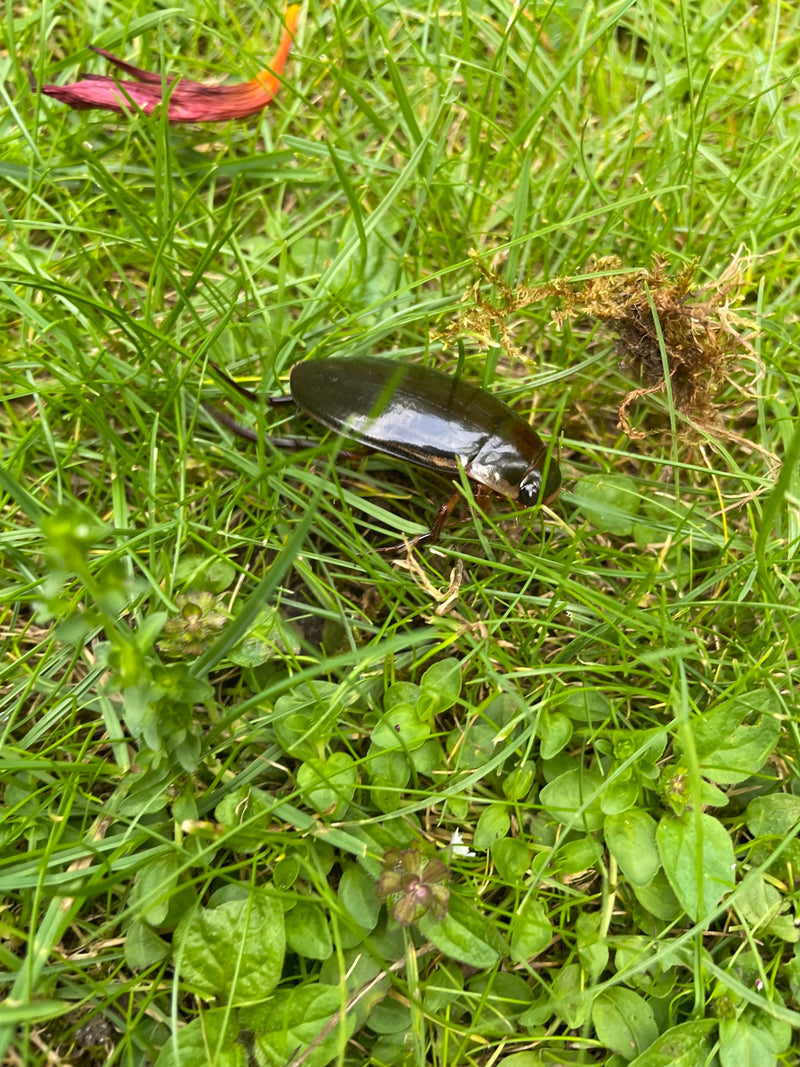 Un Dytique marge se tient dans l'herbe verte. Il montre ses élytres sombres et brillants caractéristiques.