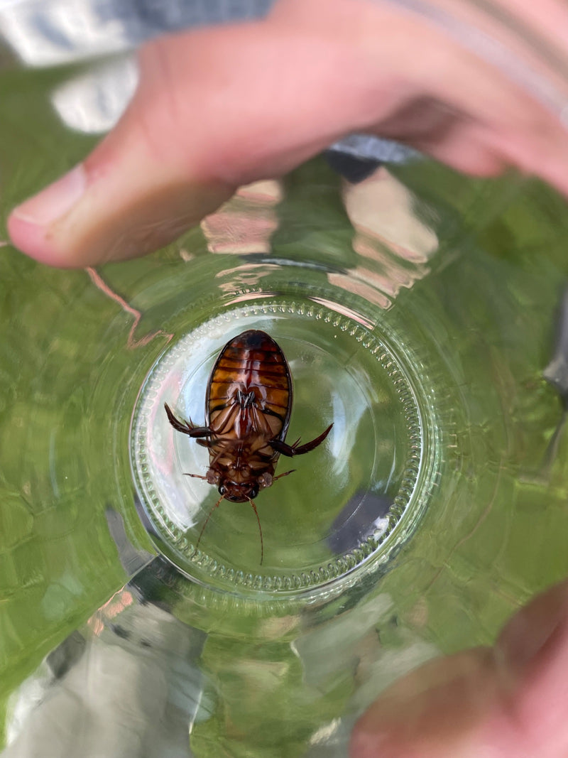 On aperçoit le dessous d'un dytique marginé, couché sur le dos dans un verre.