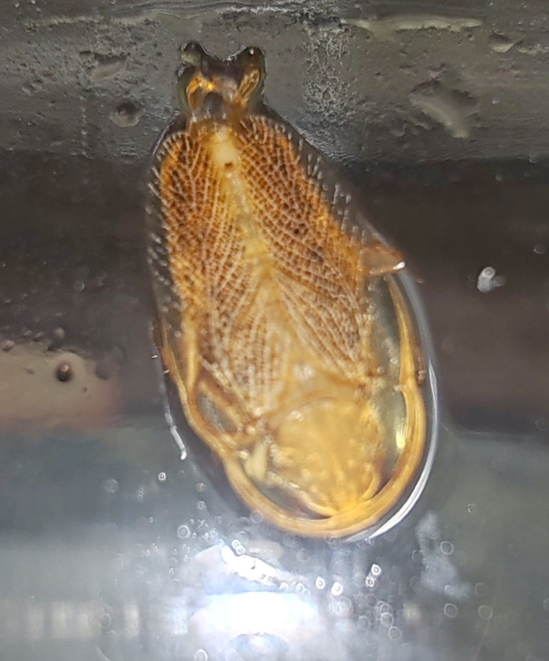 L'image montre le dessous d'un Dytique marginé situé juste sous la surface de l'eau. Les pattes et la structure corporelle caractéristique du coléoptère aqua...