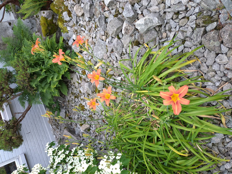 On aperçoit plusieurs fleurs orange et des feuilles vertes d'hémérocalles poussant dans un jardin de rocailles sur du gravier.