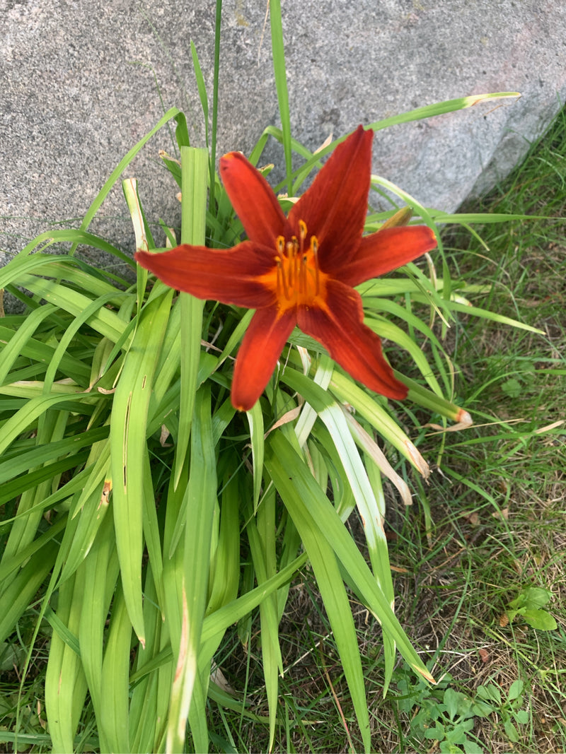 On aperçoit une fleur ouverte rouge-orangé d'un hémérocalle, entourée de longues feuilles vertes. La plante pousse près d'un mur en pierre grise.