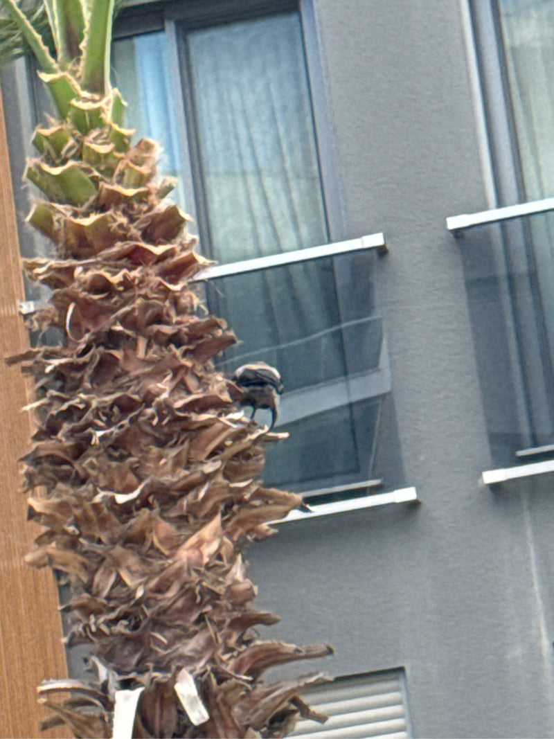 Bulbul à croupion jaune — Bild 2