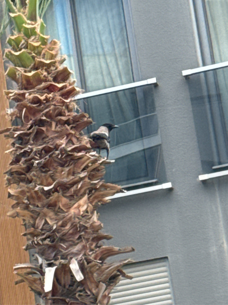 Bulbul à croupion jaune — Bild 1