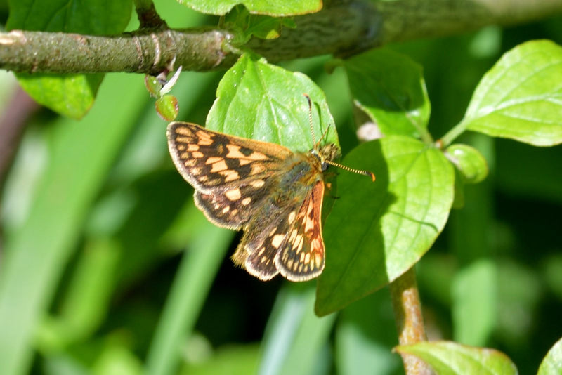Papillon à grosse tête en cubes jaunes — Bild 1