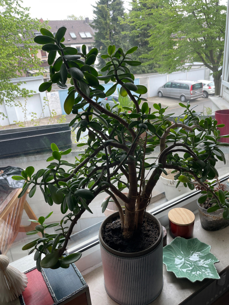 Arbre à argent — Bild 1
