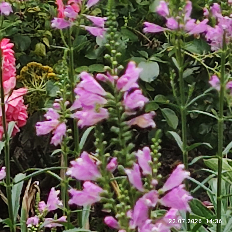 L'image montre plusieurs tiges dressées de la physostégie de Virginie avec des inflorescences roses denses dans un jardin.